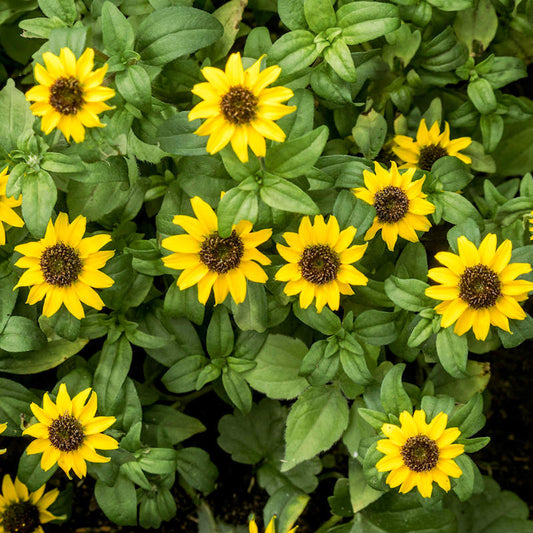 Seeds Zinnia Creeping Open Pollinated Heirloom 100 Seeds Per Pack