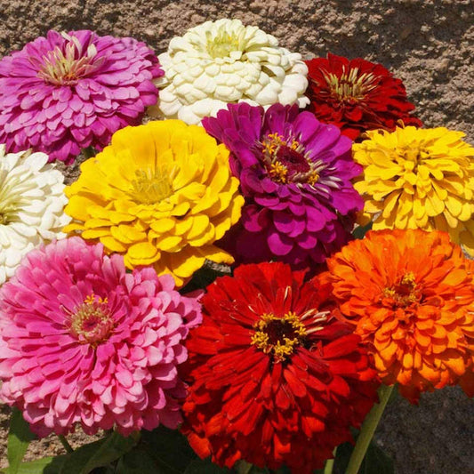 Seeds Zinnia Dahlia Open Pollinated Heirloom 100 Seeds Per Pack