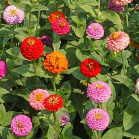 Seeds Zinnia Lilliput Open Pollinated Heirloom 100 Seeds Per Pack