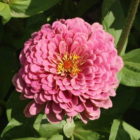 Seeds Zinnia Luminosa Open Pollinated Heirloom 100 Seeds Per Pack