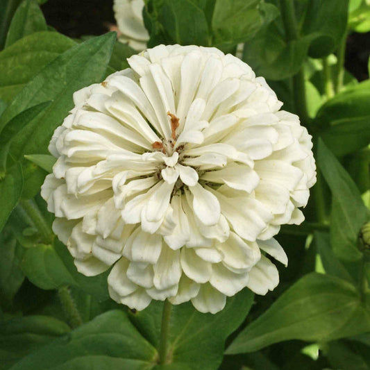 Seeds Zinnia Polar Bear Open Pollinated Heirloom 100 Seeds Per Pack