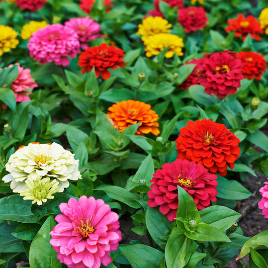 Seeds Zinnia Pumila Mix Open Pollinated Heirloom Seeds 100 Per Pack