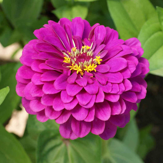 Seeds Zinnia Purple Prince Open Pollinated Heirloom 100 Seeds Per Pack