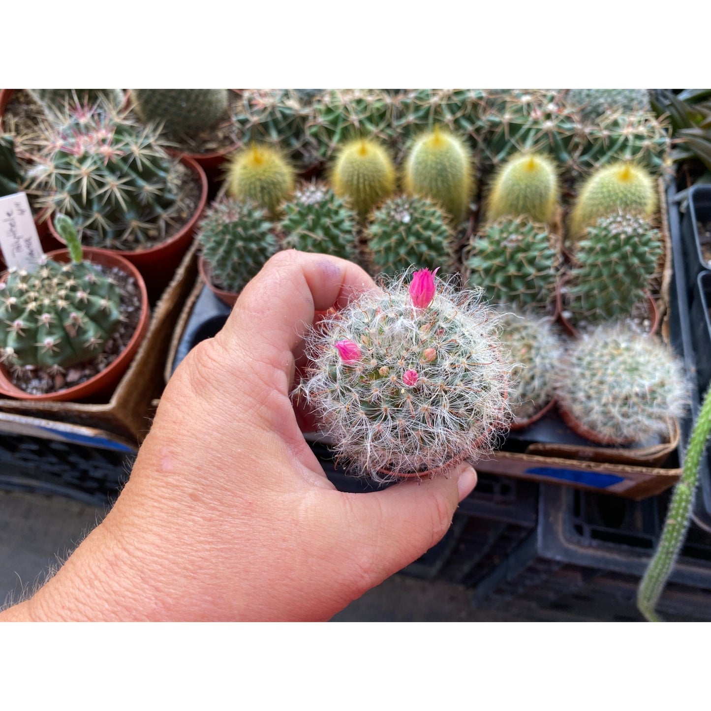 Cactus Powder Puff or Mammillaria bocasana 3" Pot Live Plant