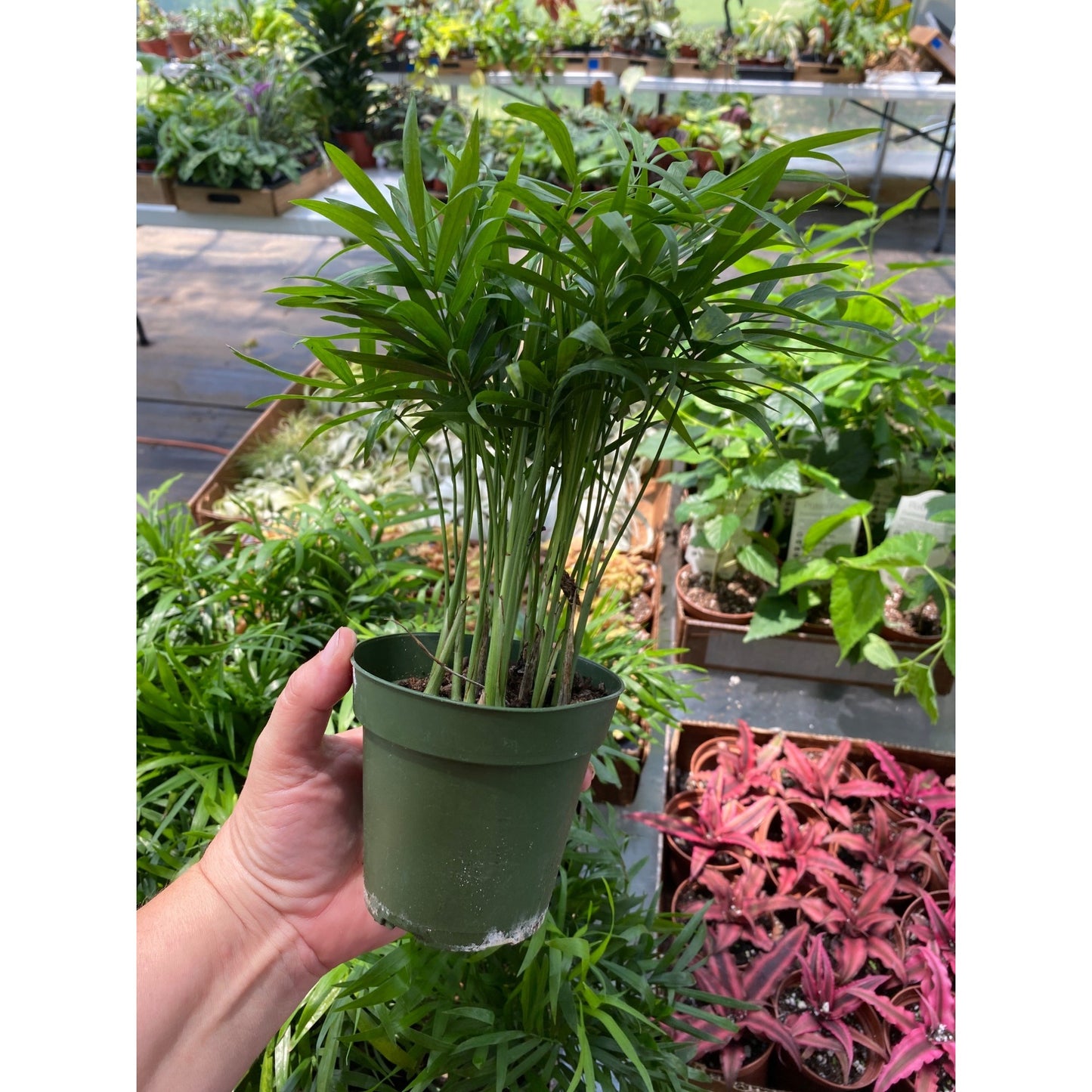 Palm Parlor Neanthe Bella Chamaedorea elegans 4 Inch Pot Live Plant