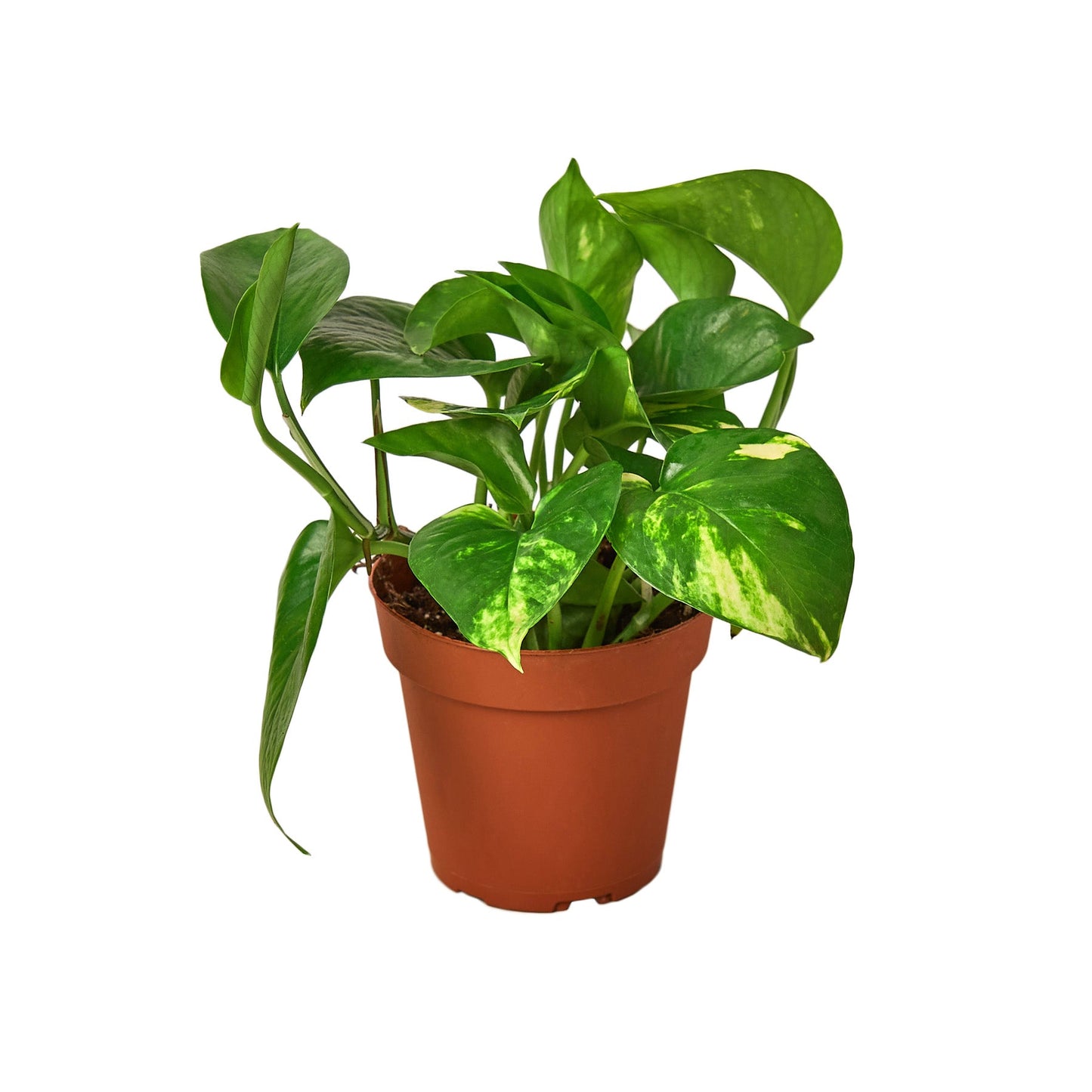 Pothos Golden Epipremnum Aureum Devil's Ivy Multiple Sizes Available