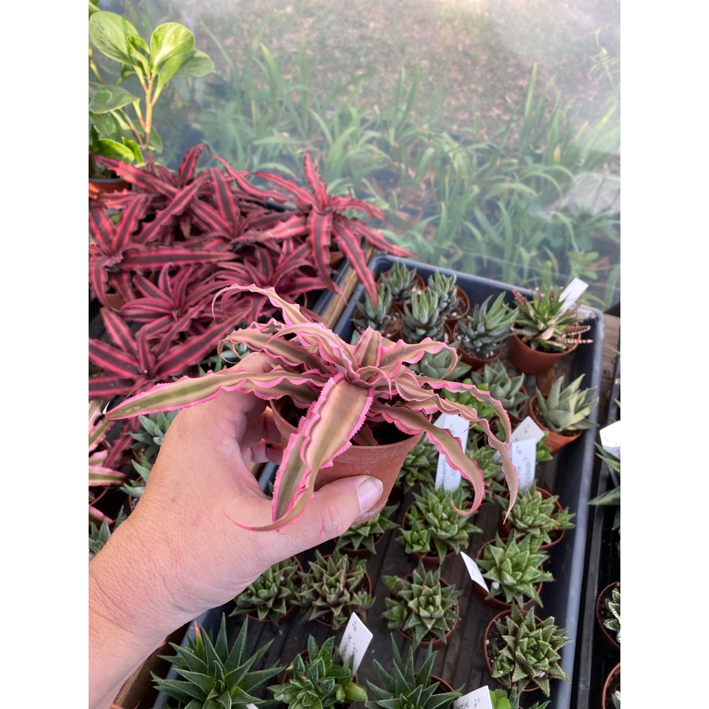 Earth Star Bromeliad or Cryptanthus Bivittatus Pink Starlite 3" Pot Live Plant