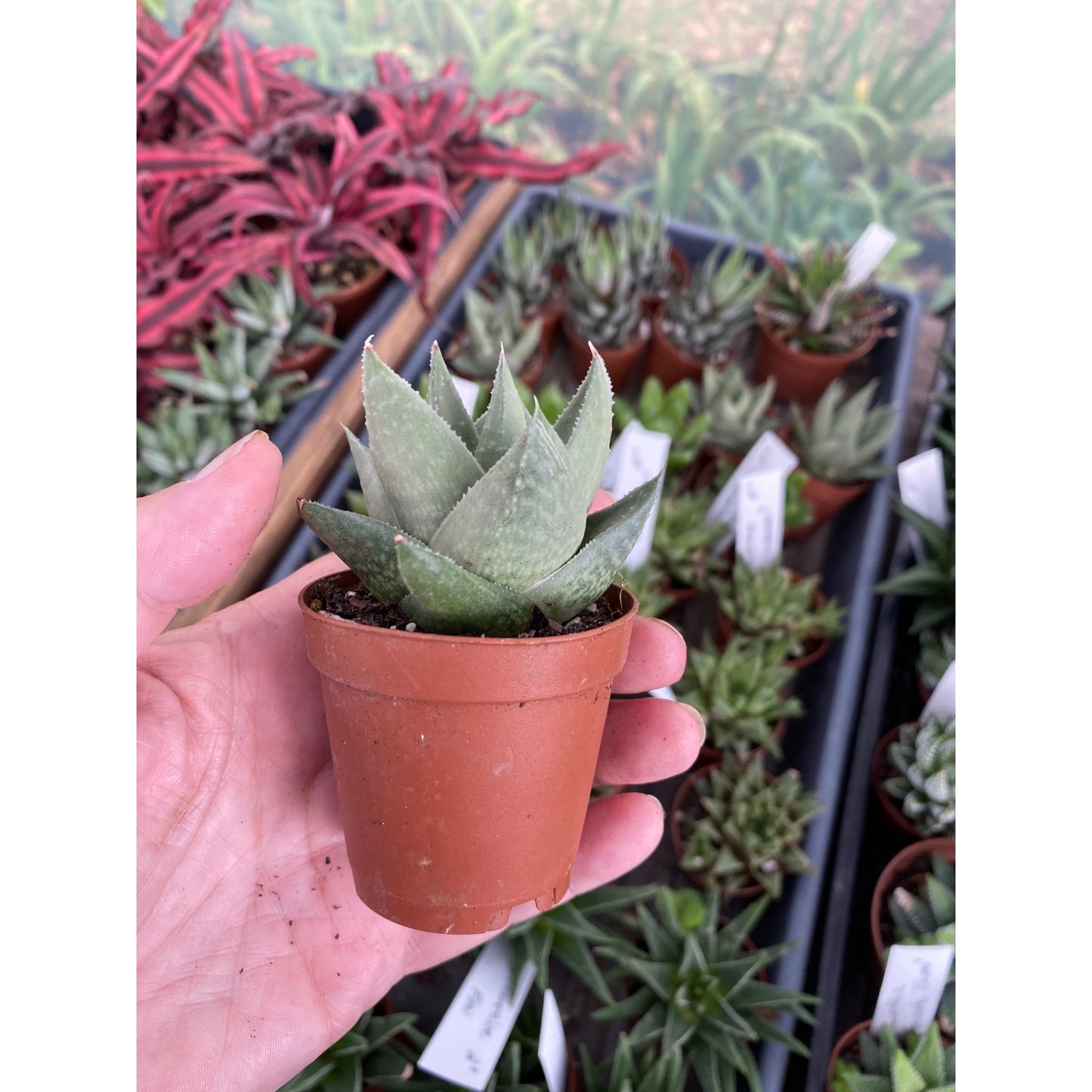 Succulent Haworthia Savanna 2" Pot Live Plant