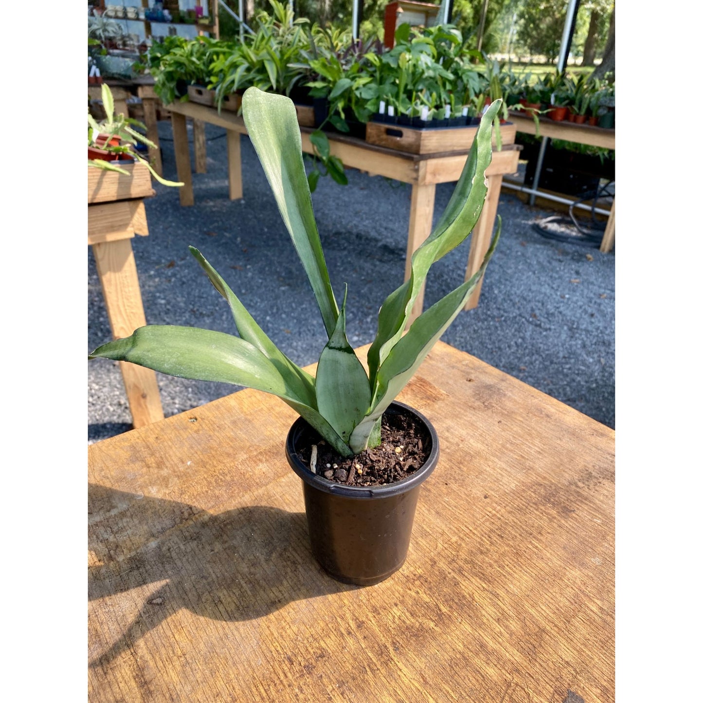 Sansevieria Moonshine Snake Plant 4" Pot Live Plant