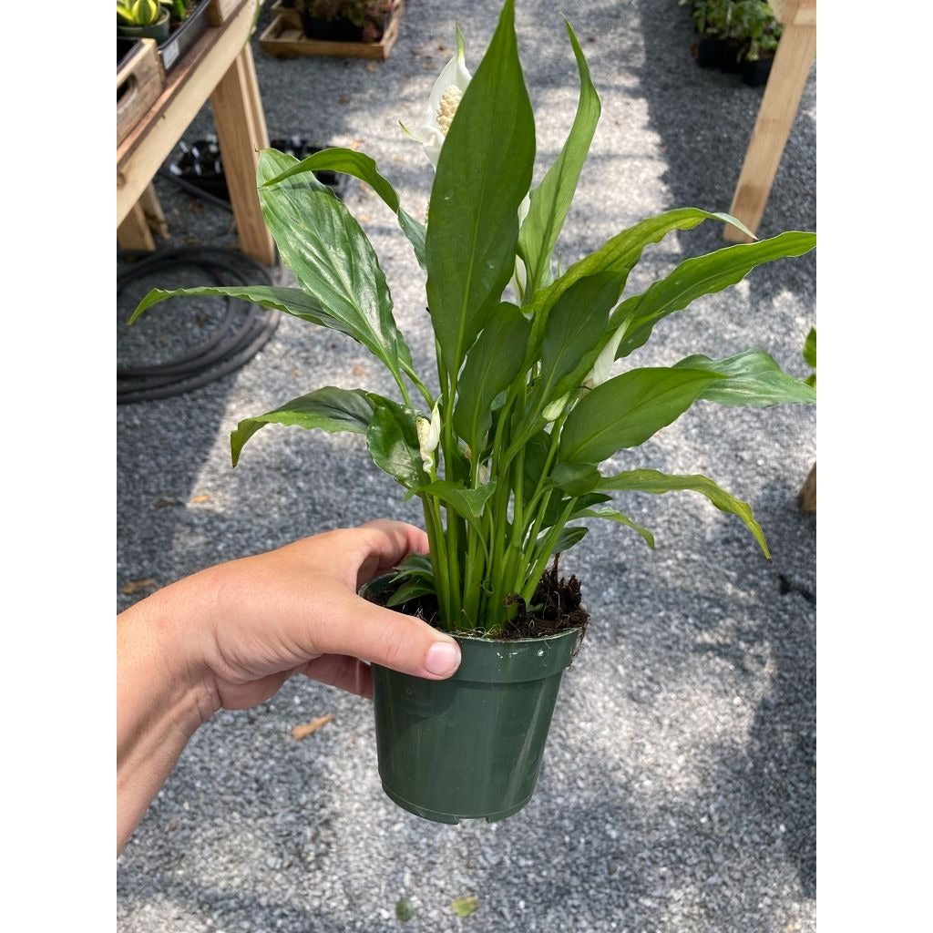 Peace Lily Spathiphyllum Platinum Mist 4" Pot Live Plant