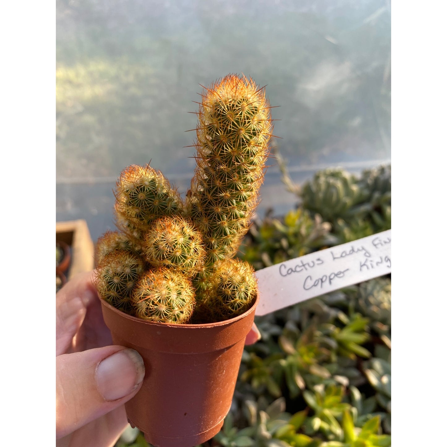 Cactus Mammillaria Elongata Lady Finger Copper King 2" Pot Live Plant