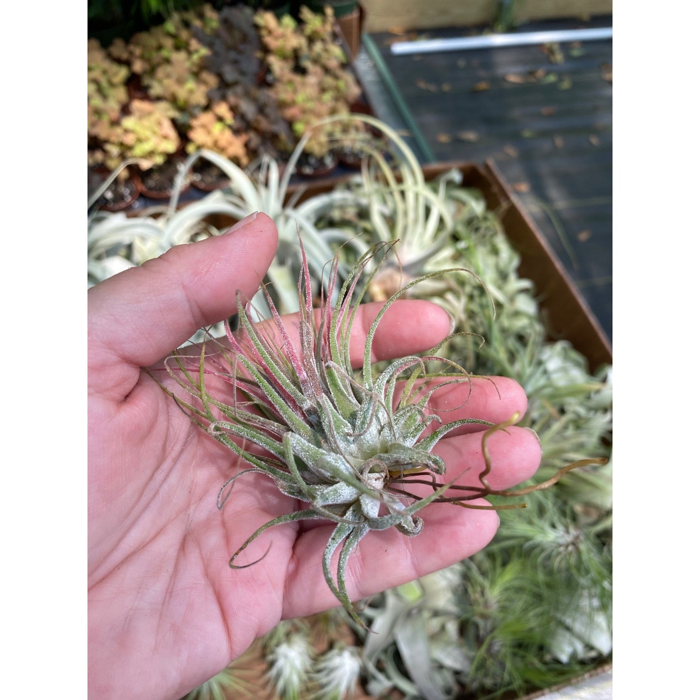 Air Plant Tillandsia Ionantha Live Plant