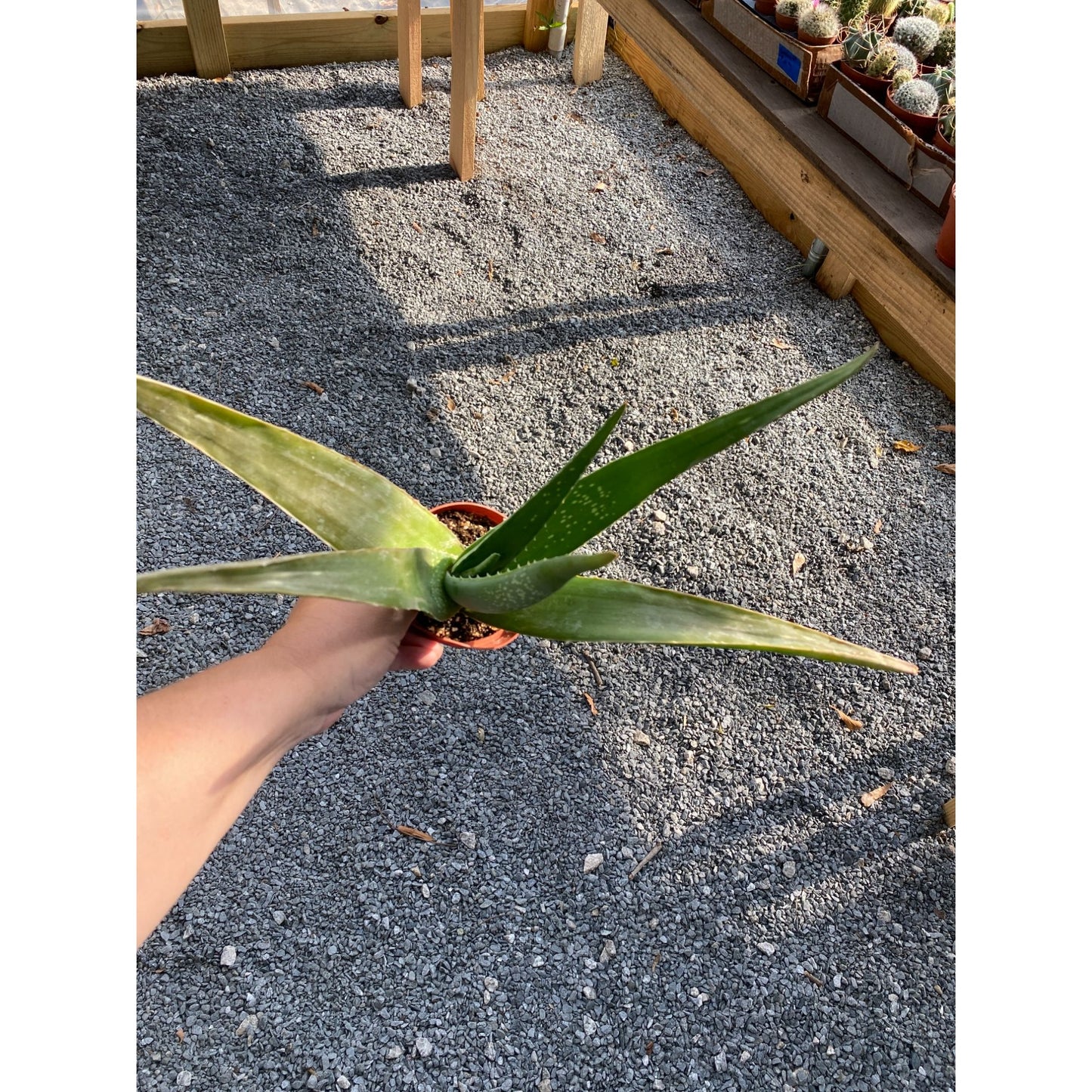 Aloe Vera Barbadensis Mill Burn First Aid Plant True Aloe 4" Pot Live Plant