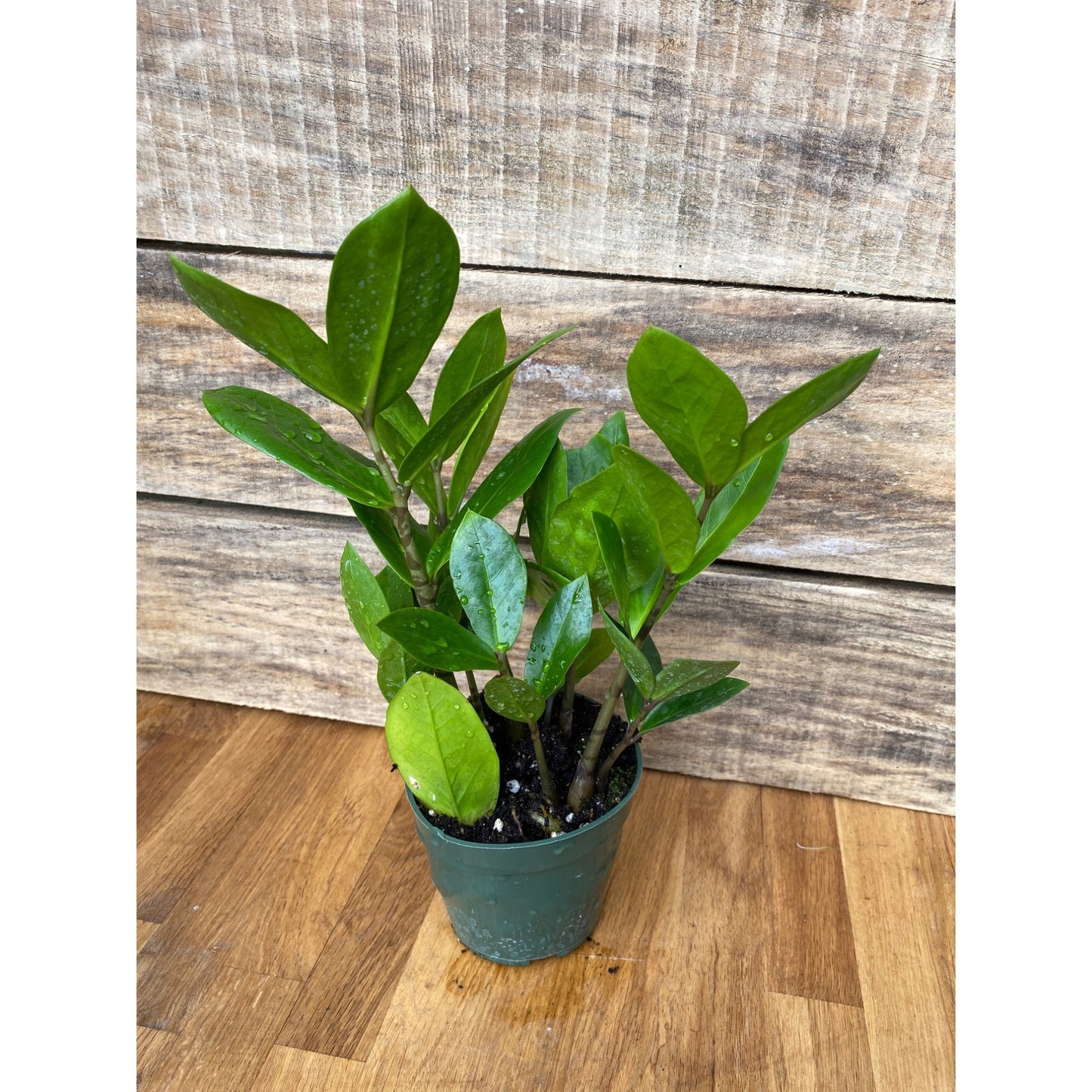 ZZ Plant Zamioculcas Zamiifolia 4 Inch Pot Live Plant