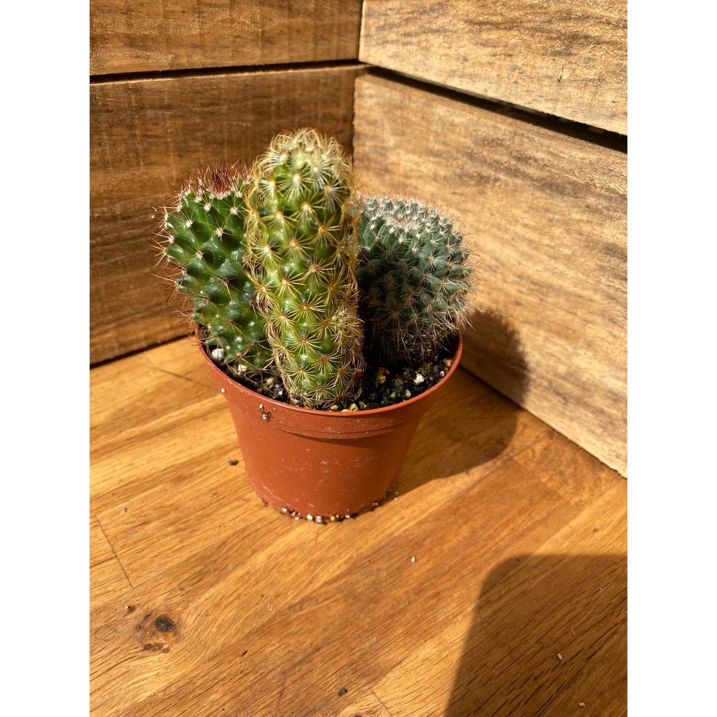 Cacti Cactus Combo #1 Three Cactus per 4" Pot Live Plants