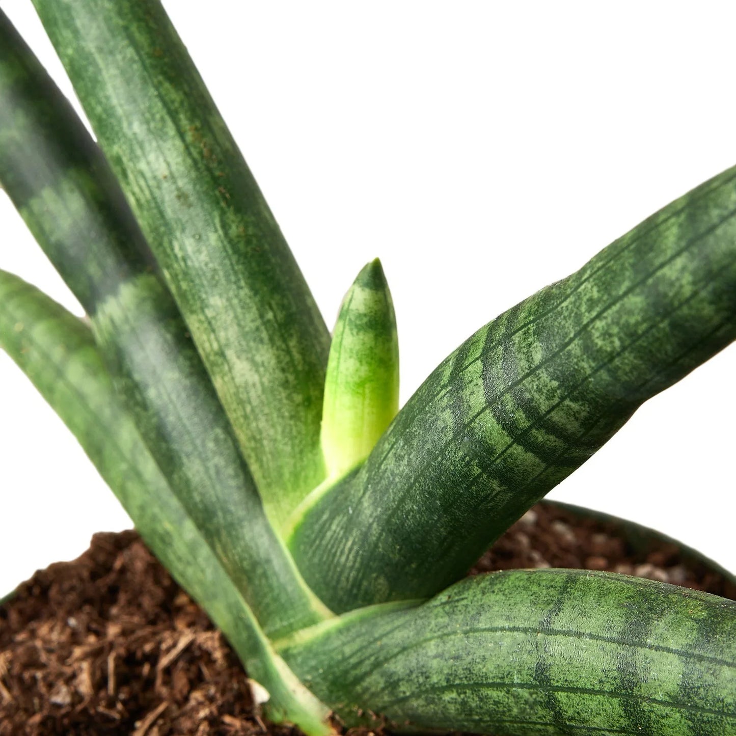 Sansevieria Starfish Snake Plant Live Plant Multiple Sizes Available