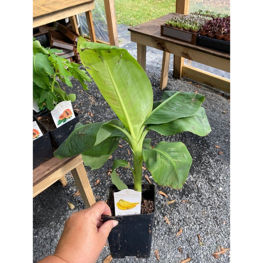 Patio Fruit Banana Plant Musa Truly Tiny Dwarf Banana Tree 4" Pot Live Plant