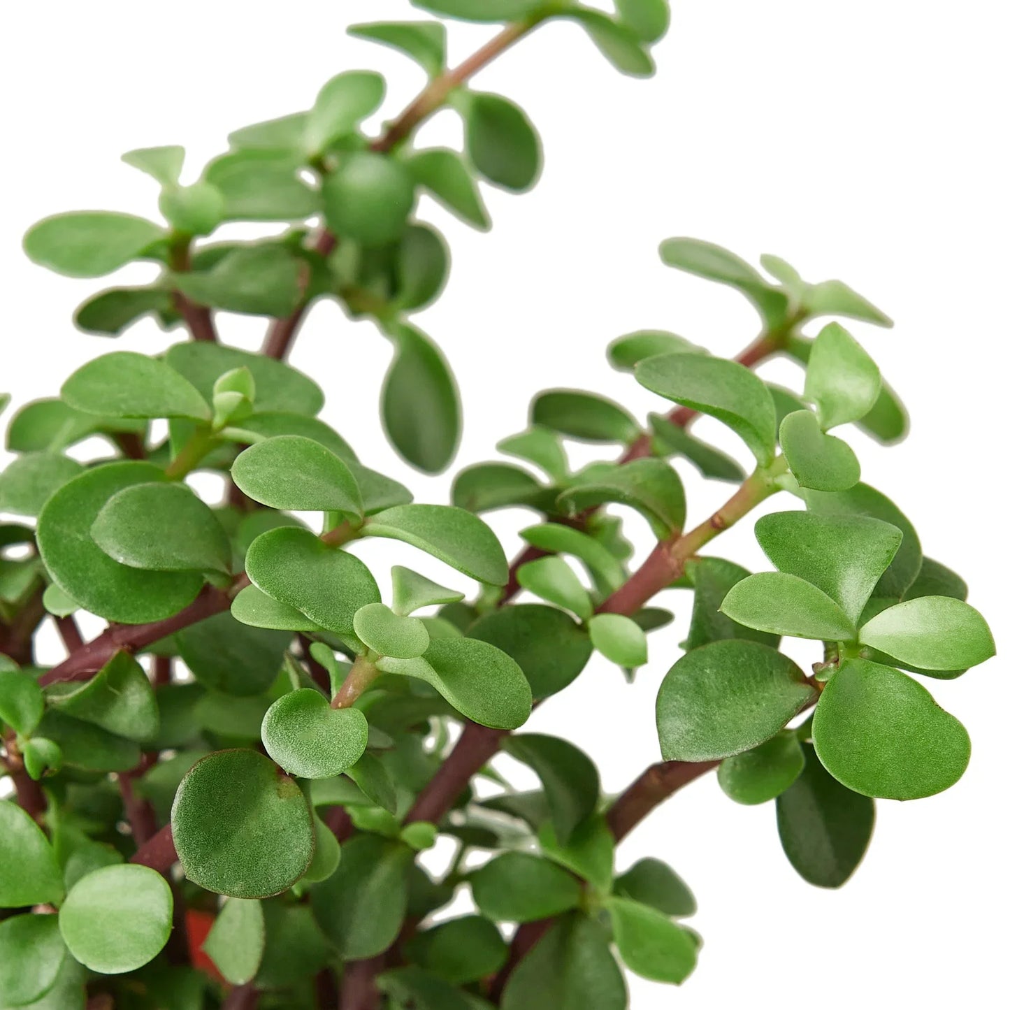 Succulent Elephant Bush Portulacaria Afra Live Plant Multiple Sizes Available