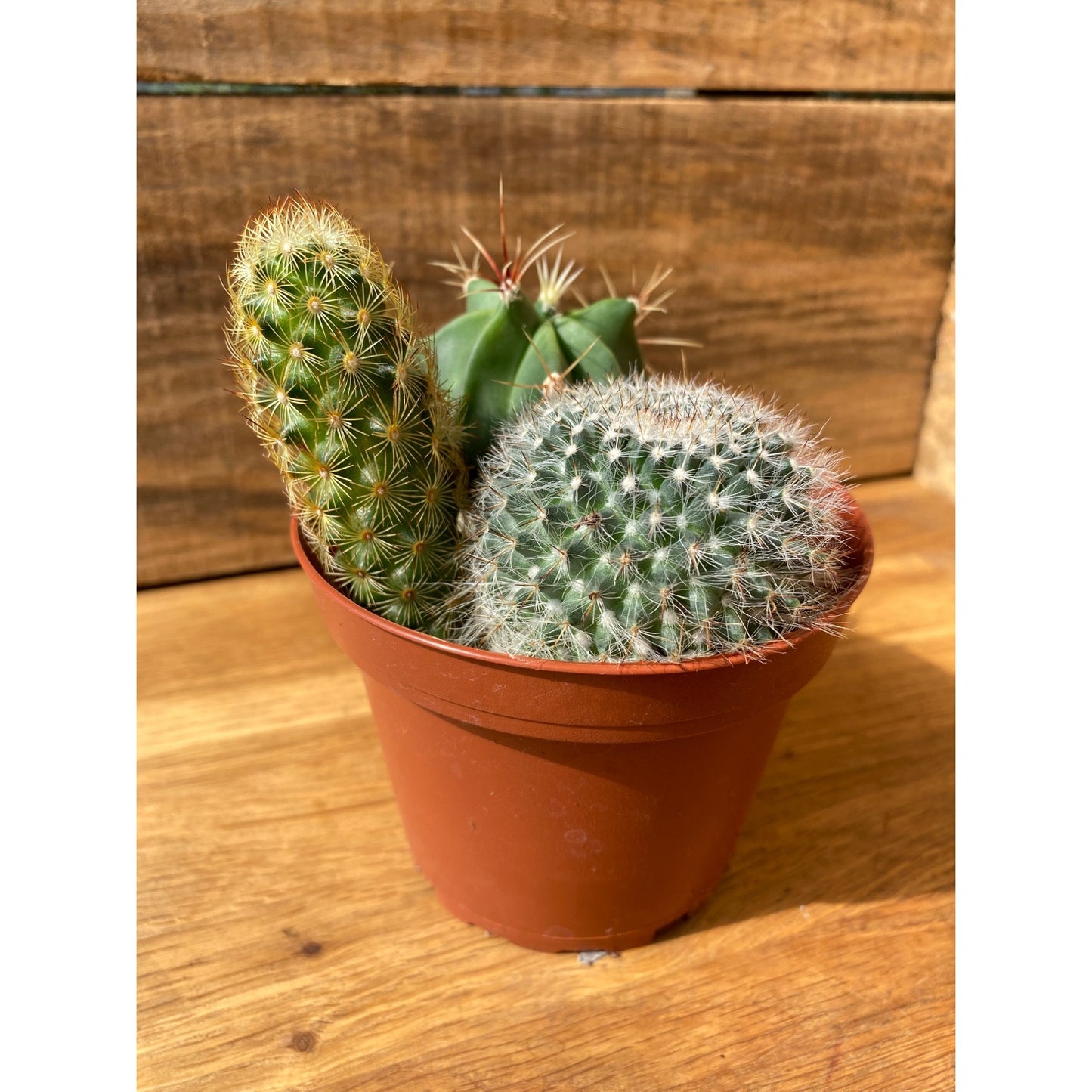 Cacti Cactus Combo #2 Three Cactus per Pot 4" Pot Live Plant