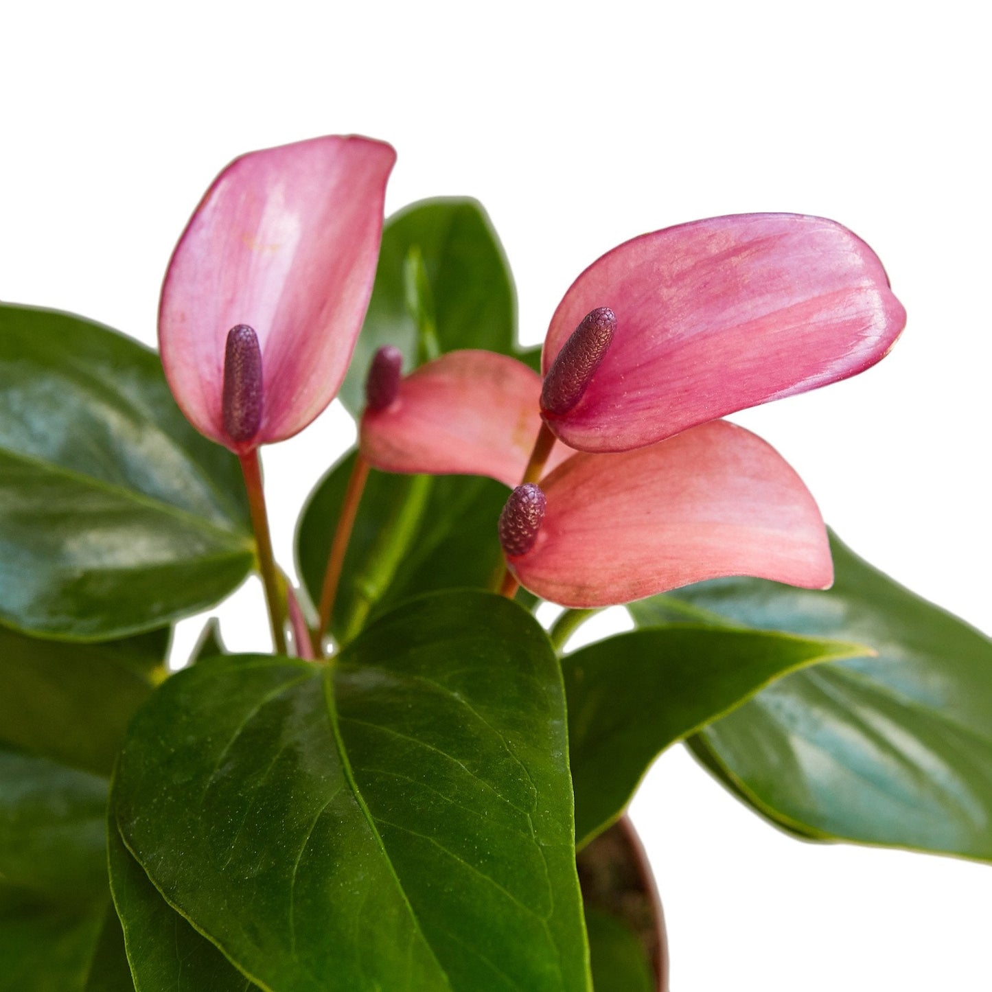 Anthurium Purple Flamingo Flower Live Plant Multiple Sizes Available