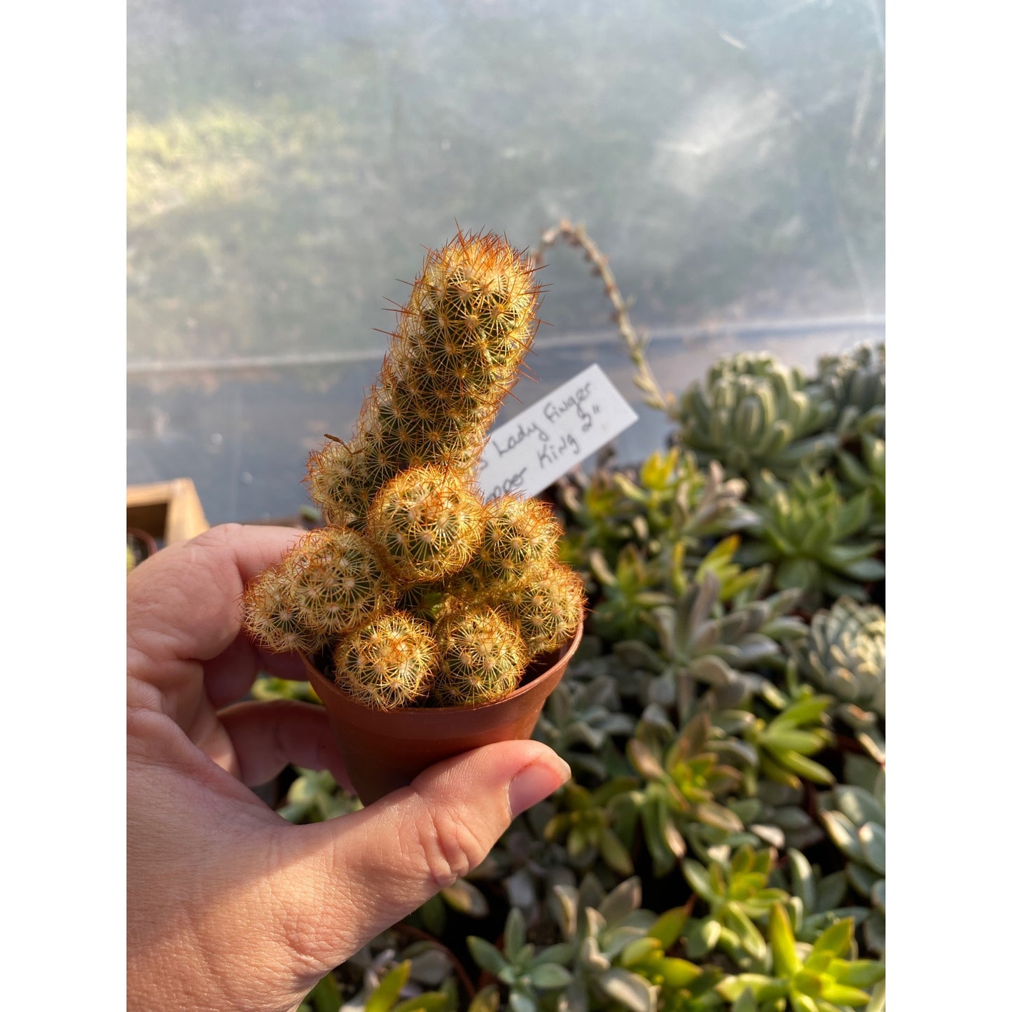 Cactus Mammillaria Elongata Lady Finger Copper King 2" Pot Live Plant