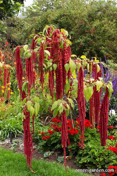 Amaranth Loves Lies Bleeding Red Open Pollinated Heirloom 250 Seeds