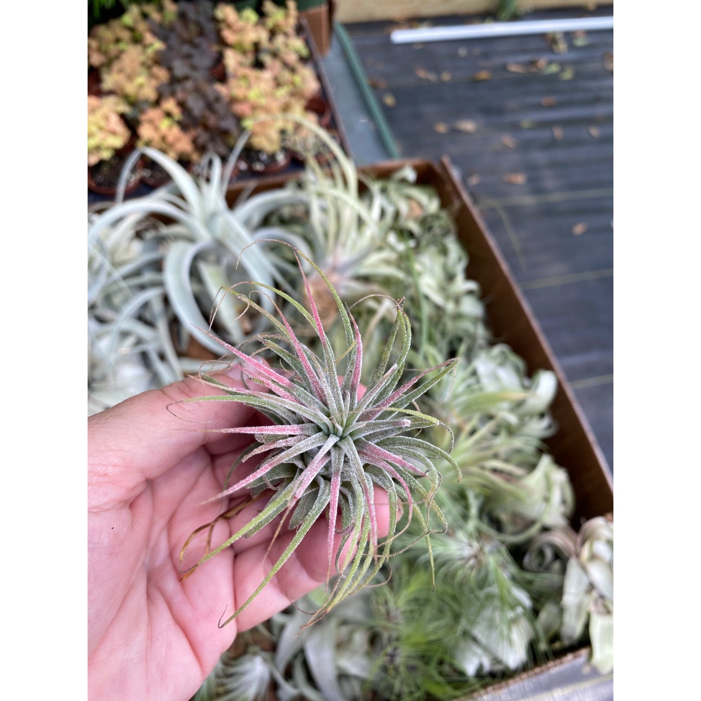 Air Plant Tillandsia Ionantha Live Plant