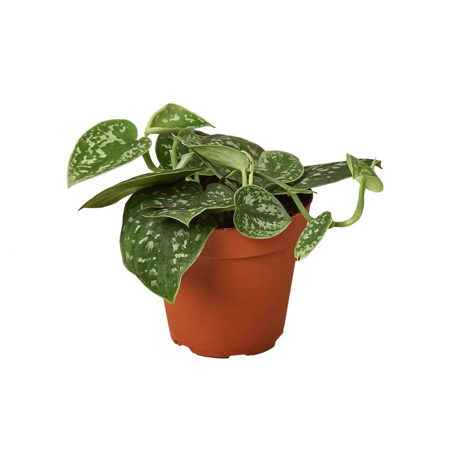 Pothos Satin Scindapsus Argyraeus Pictus Silver Vine Live Plant Multiple Sizes Available