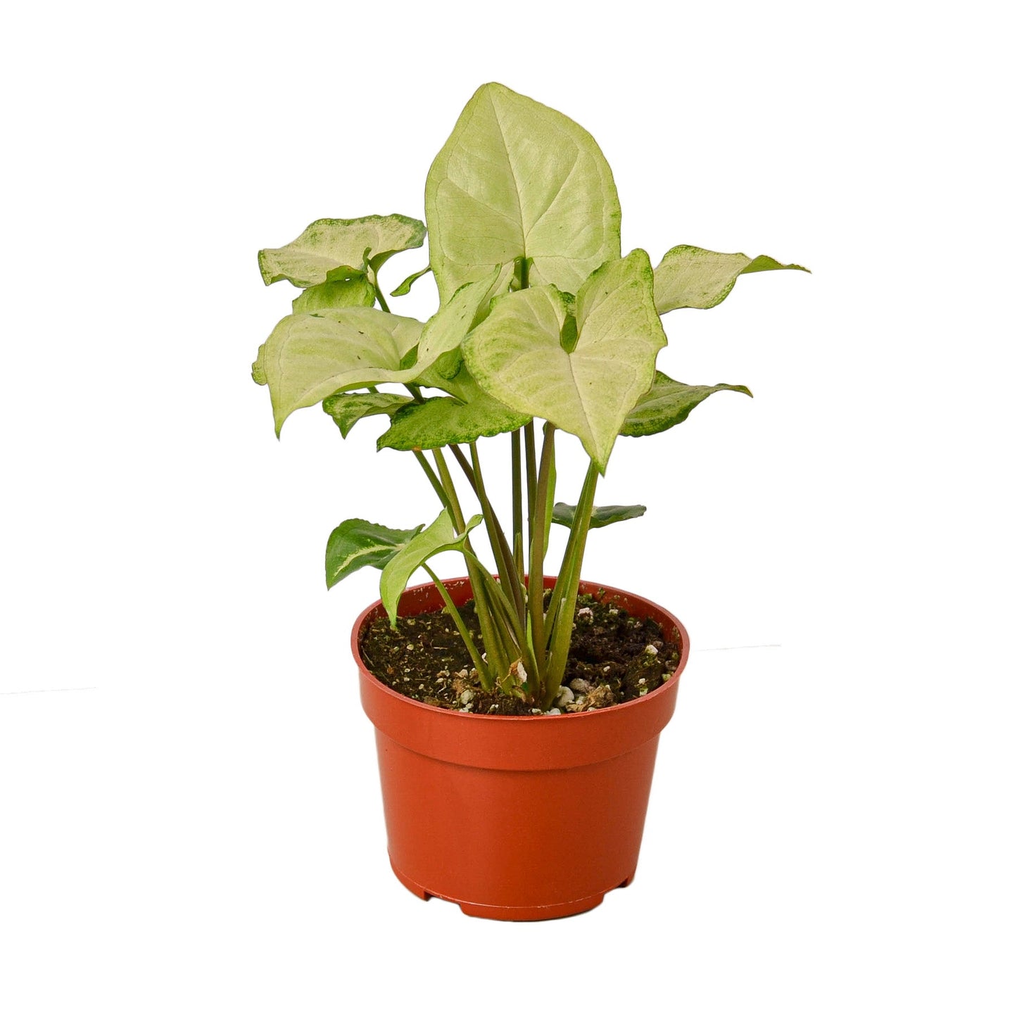 Syngonium White Butterfly Arrowhead Plant Live Plant Multiple Sizes Available