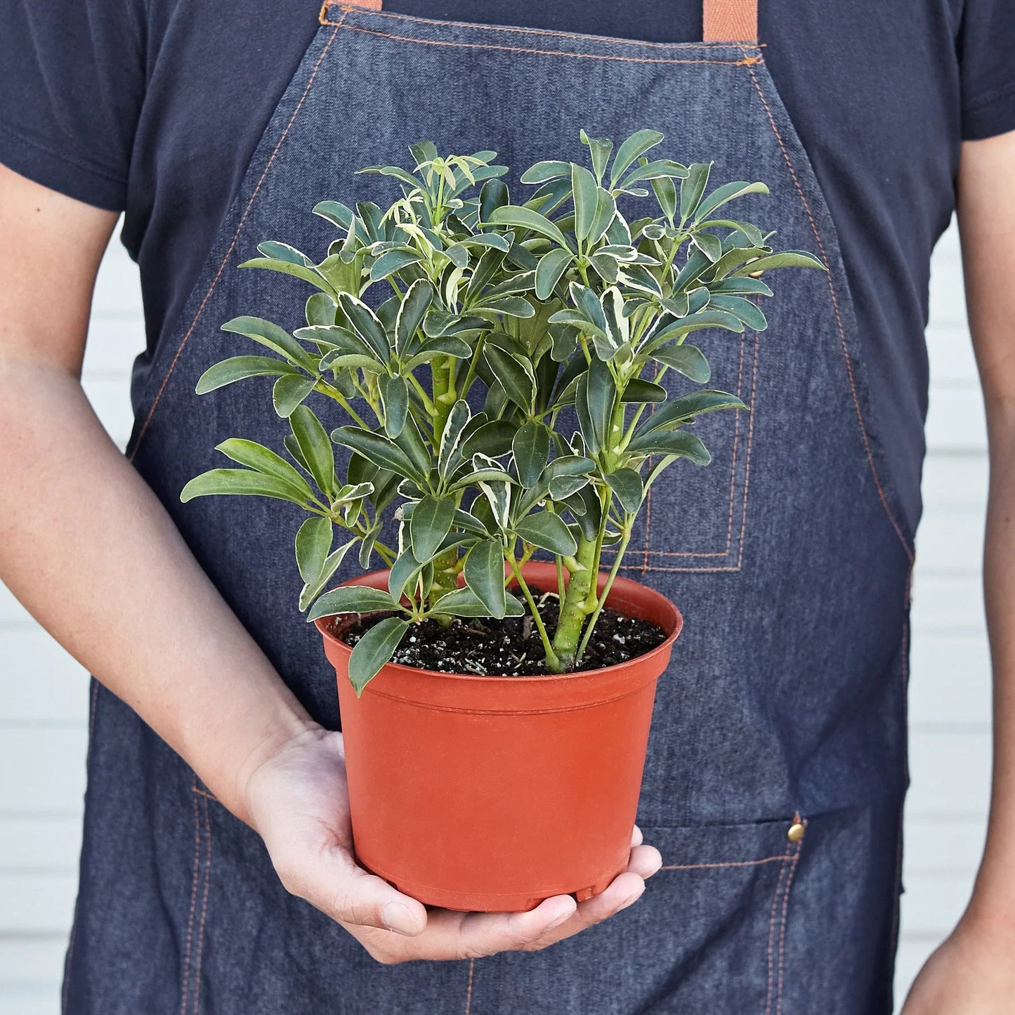 Schefflera Moonlight Dwarf Umbrella Plant Variegated Live Plant Multiple Sizes Available