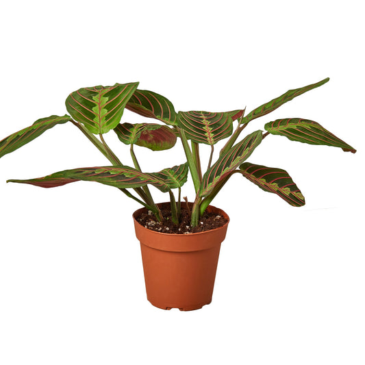 Maranta Red Prayer Live Plant Multiple Sizes Available