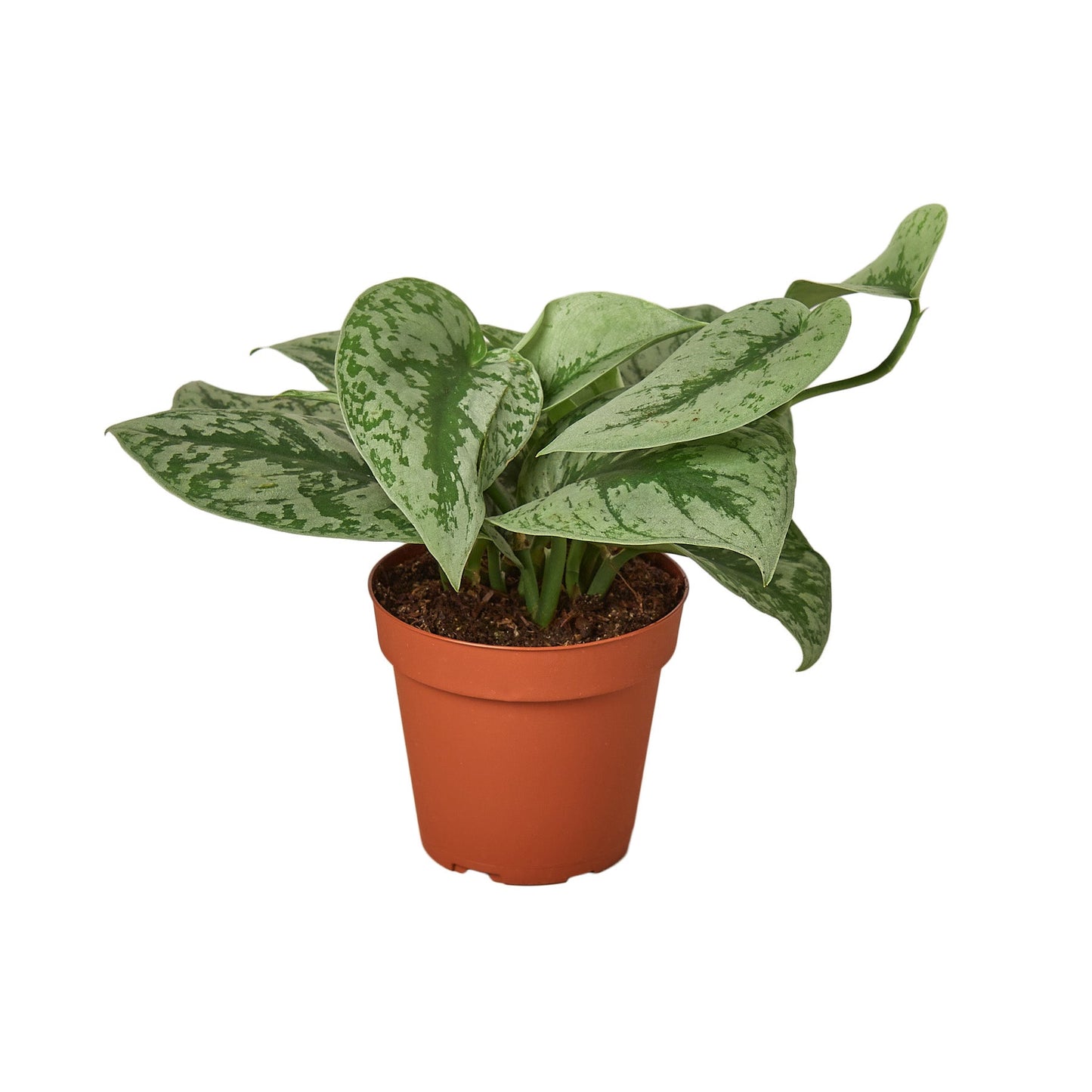 Scindapsus Pictus Exotica Silver Pothos Multiple Sizes Available