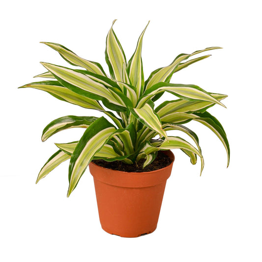 Dracaena Malaika Dragon Tree 4" Pot Live Plant