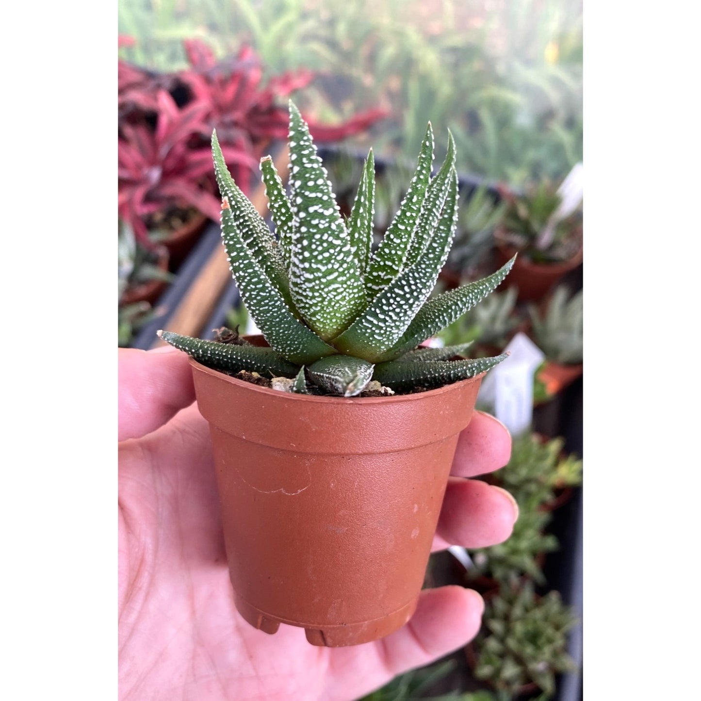 Succulent Haworthia fasciata Cape Town 2" Pot Live Plant