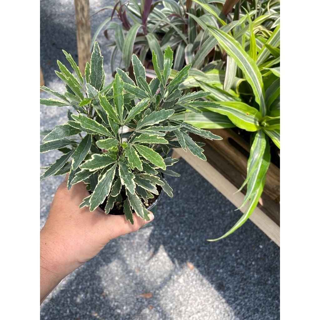 False Aralia or Dizygotheca elegantissima Bianca 4" Pot Live Plant