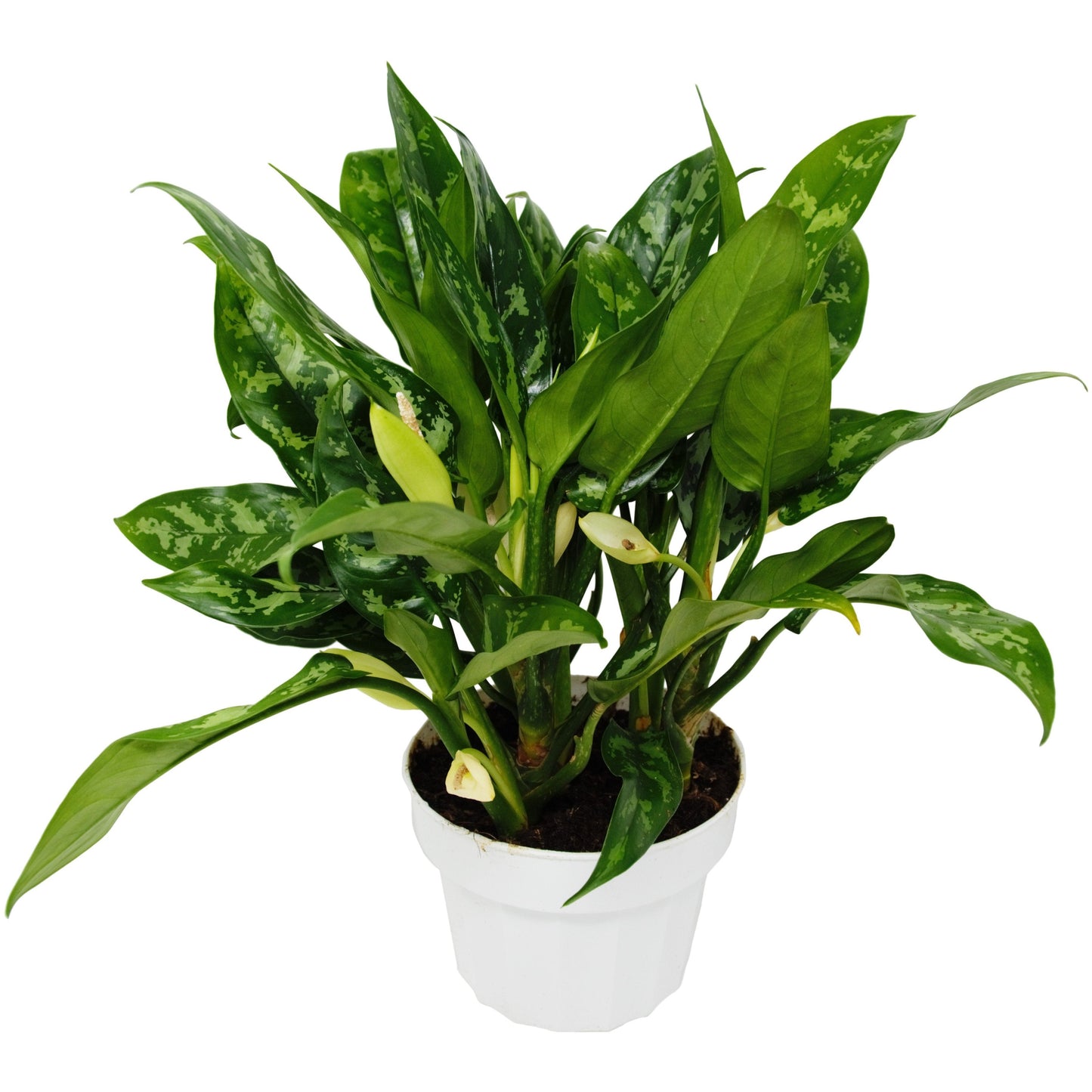 Aglaonema Maria Chinese Evergreen 6" Pot Live Plant