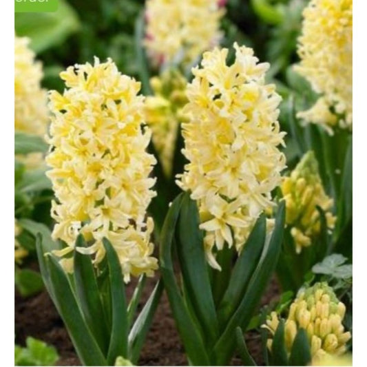 Hyacinth Bulb Hyacinthus Orientalis Gypsy Princess 3 bulbs per order Size 16/17