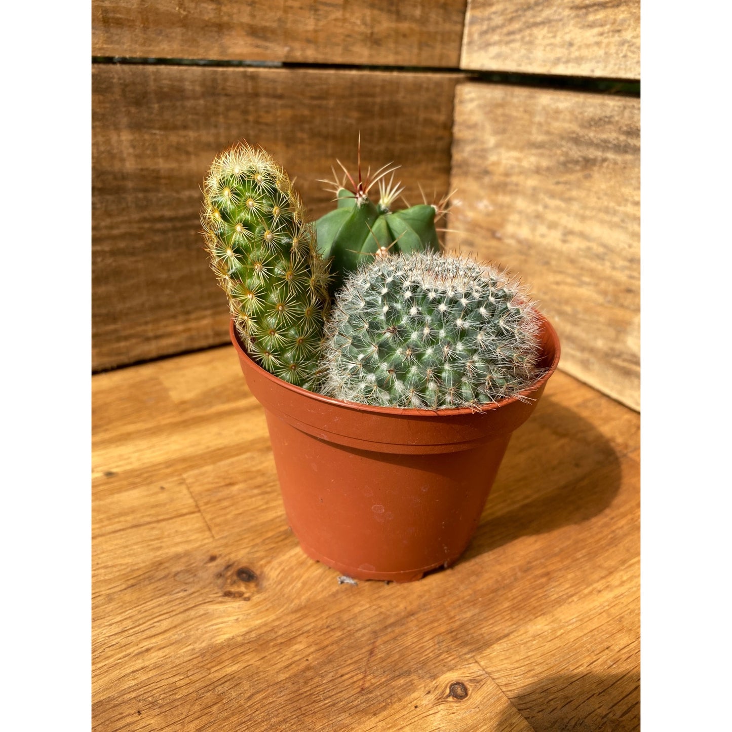 Cacti Cactus Combo #2 Three Cactus per Pot 4" Pot Live Plant