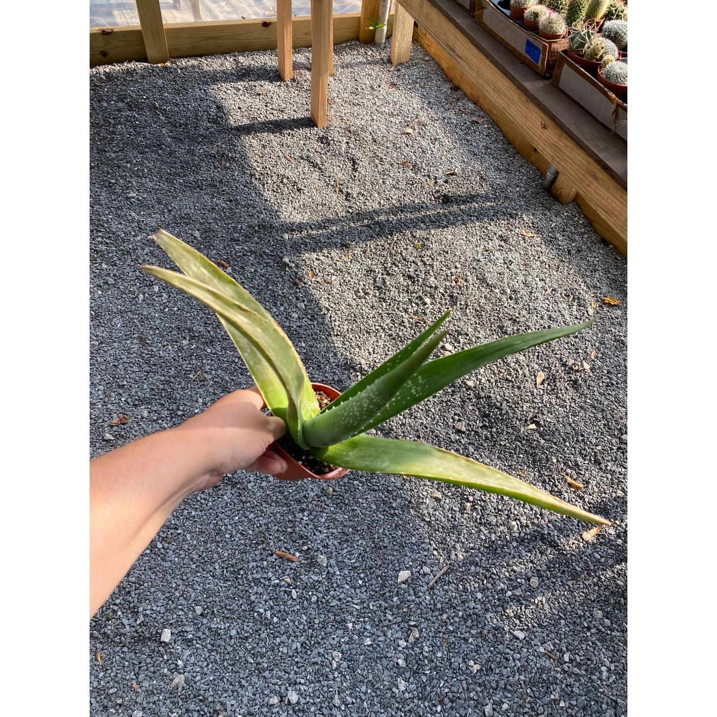 Aloe Vera Barbadensis Mill Burn First Aid Plant True Aloe 4" Pot Live Plant