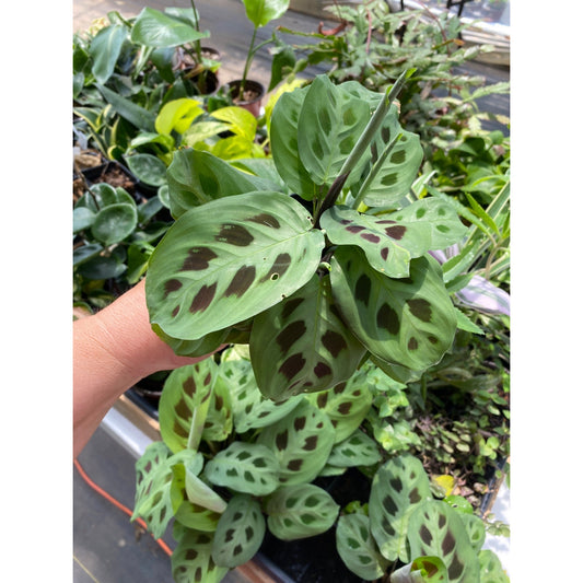 Prayer plant or Maranta Leuconeura Green 2.5" Tall Pot