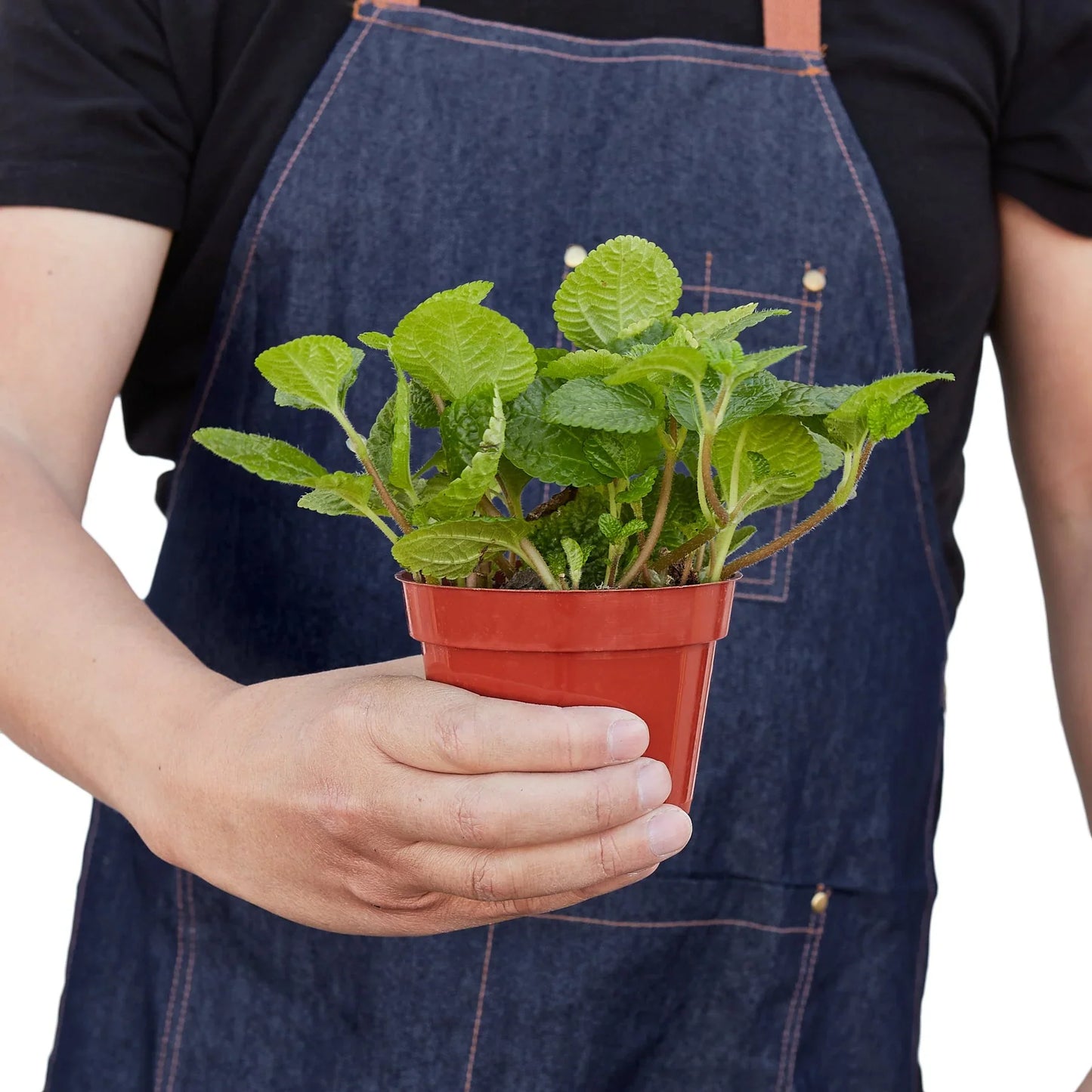 Pilea nummulariifolia Crinkle Creeping Charlie Live plant Multiple Sizes Available