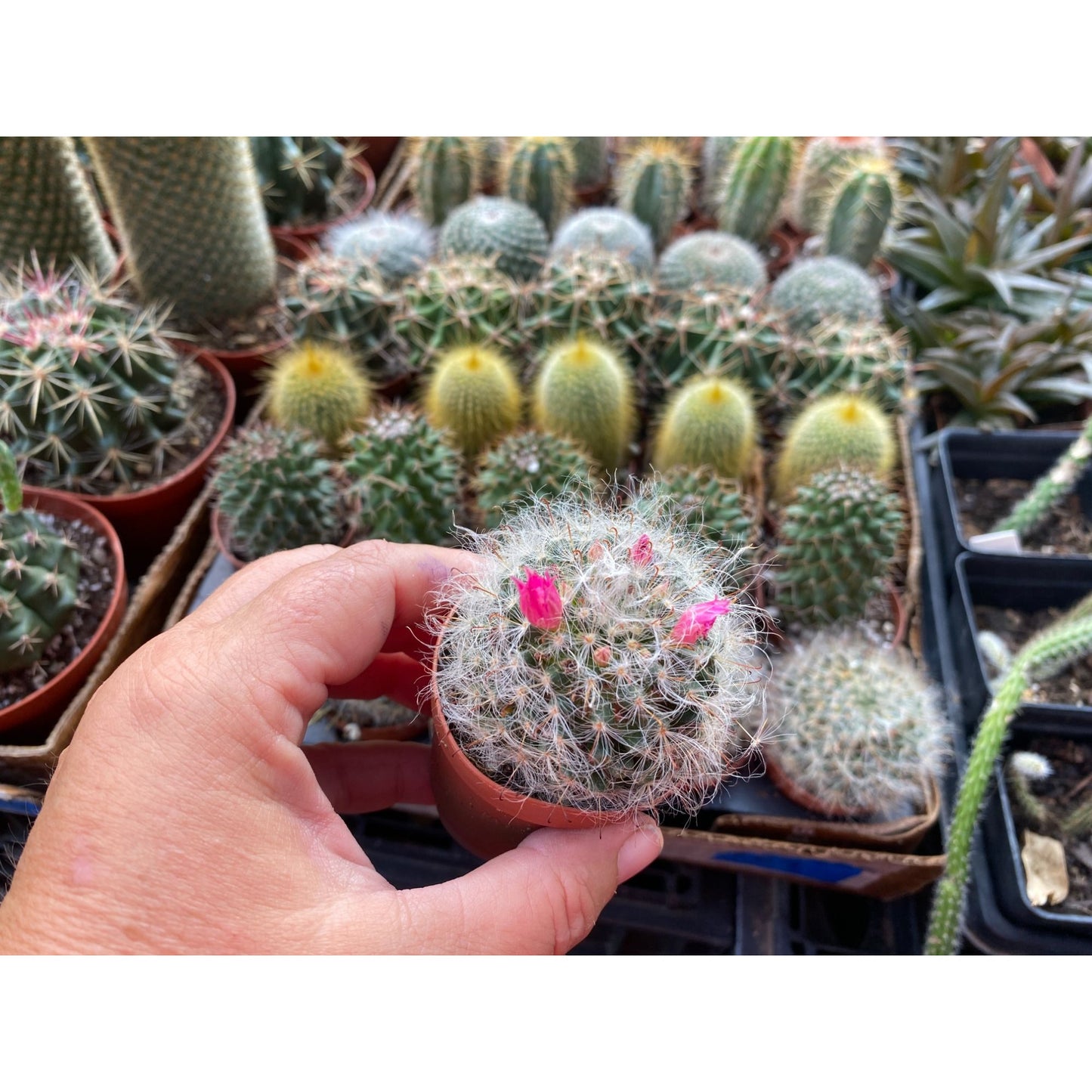 Cactus Powder Puff or Mammillaria bocasana 3" Pot Live Plant