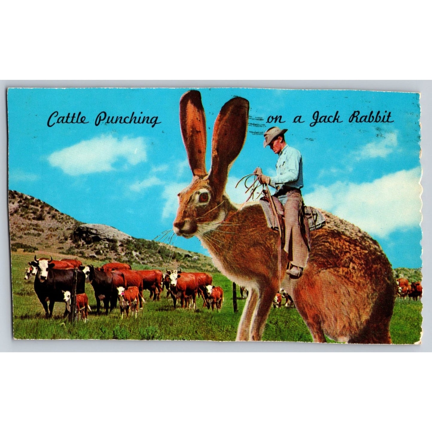 Comic Postcard Humorous Cattle Punching on Jack Rabbit 1975 Chrome Used