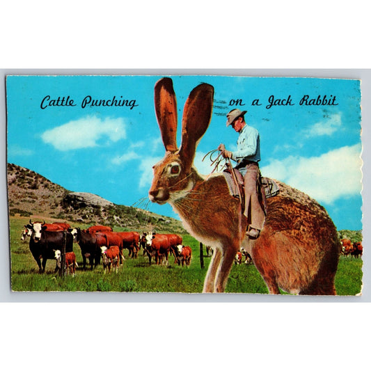 Comic Postcard Humorous Cattle Punching on Jack Rabbit 1975 Chrome Used