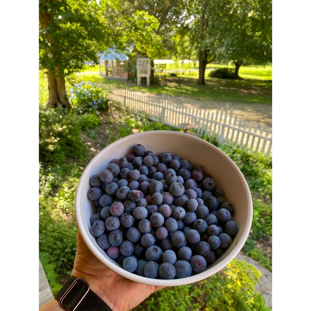 Fresh Blueberries Full Quart Size Bag