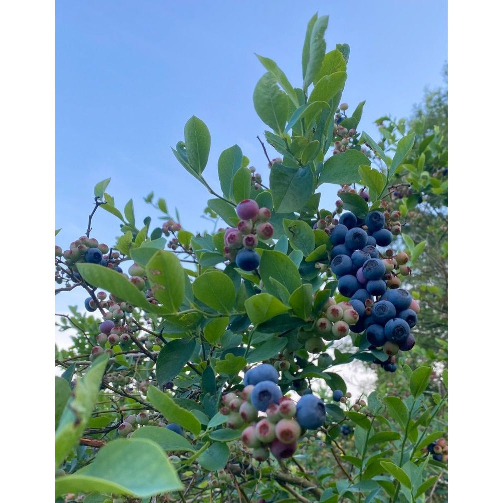 Fresh Blueberries Full Quart Size Bag