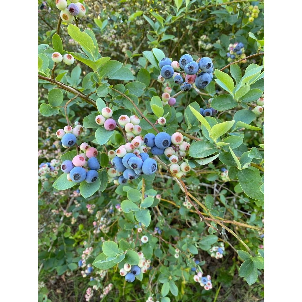 Fresh Blueberries Full Quart Size Bag
