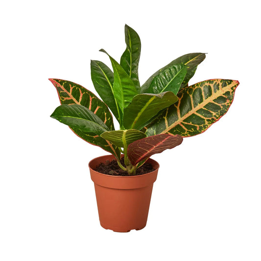 Croton Petra Joseph's Coat Codiaeum Variegatum Live Plant