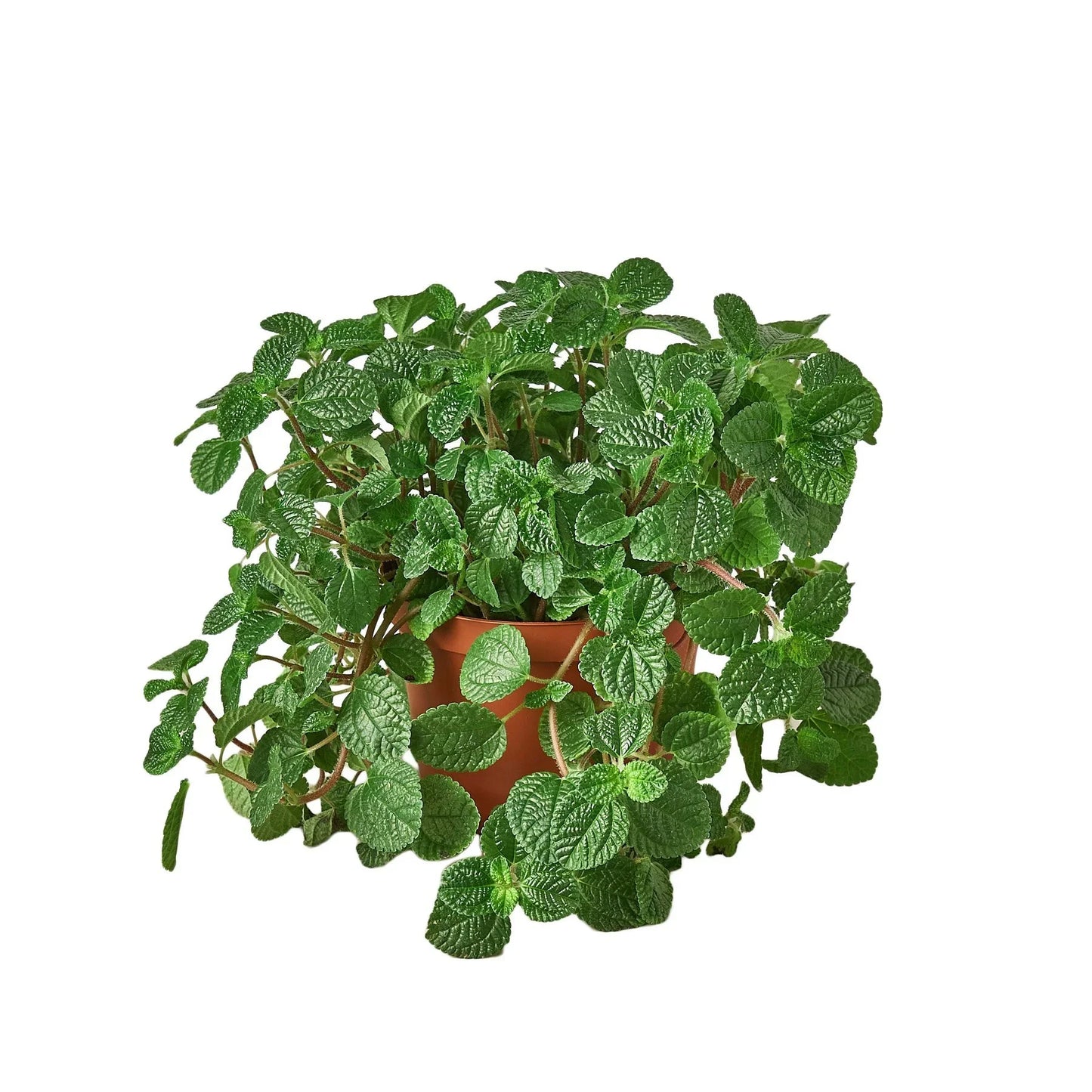 Pilea nummulariifolia Crinkle Creeping Charlie Live plant Multiple Sizes Available