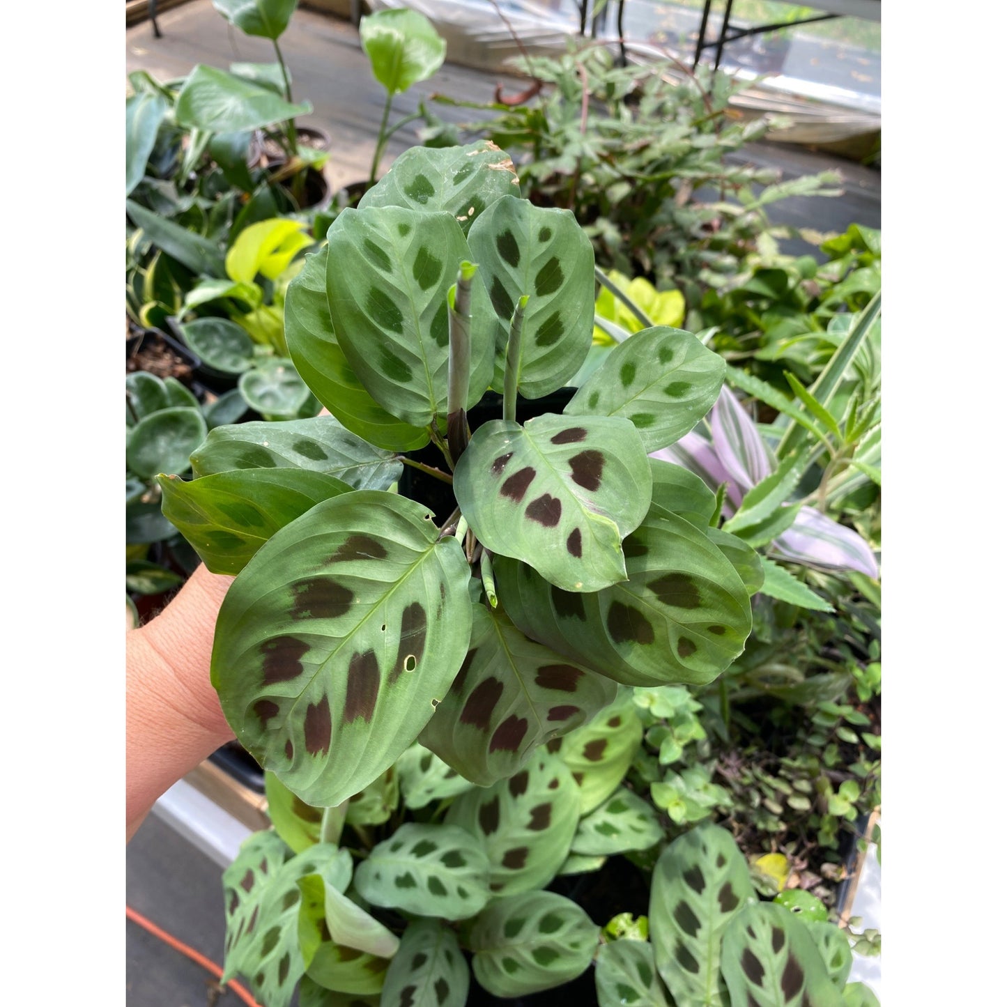 Prayer plant or Maranta Leuconeura Green 2.5" Tall Pot